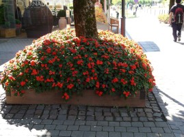 De bloemen promenade in Velden