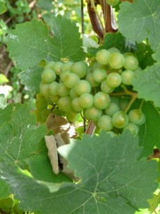 De bekende witte druiven langs de Moezel