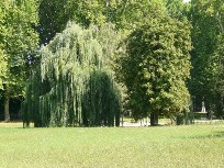 Mooie oude bomen in het park