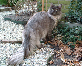 Silverfoot P in the garden