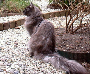 Silverfoot P in the garden