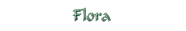Ga naar Flora's pagina