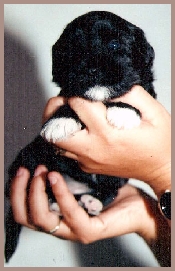 Tibetaanse Terrier Sheryl als pup