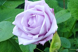 afbeelding van bijzondere roos