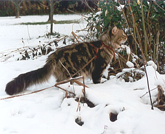 Dakotah in de sneeuw