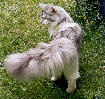 Sylvan showing his tail