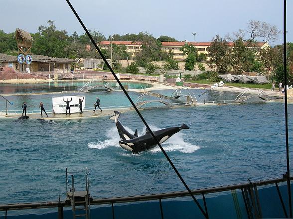 DSCN1839.JPG - Orka show Marineland 2007