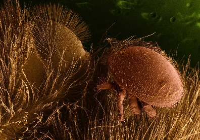 varroa.jpg