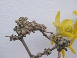 Forsythia bacteriegal