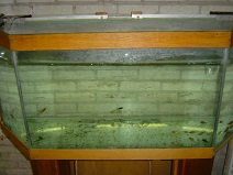 120cm op groeibak goudvissen