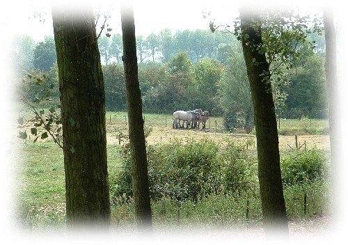 Belgische trekpaarden