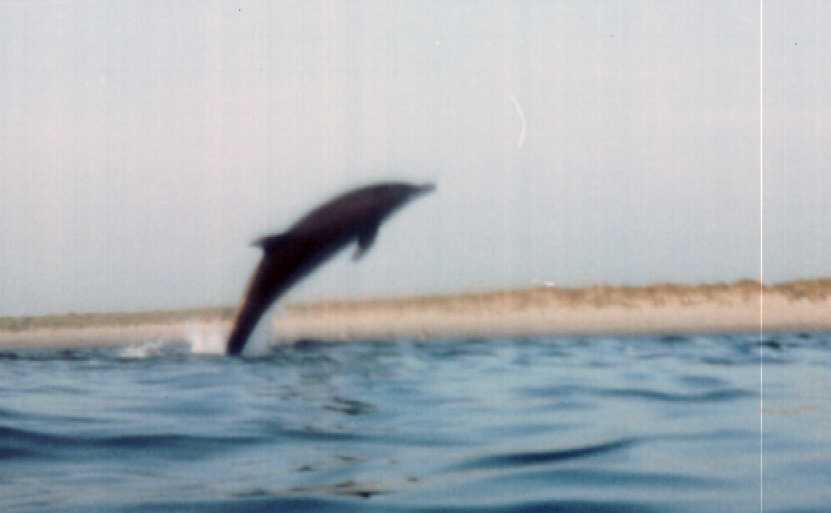 Bottlenose dolphin in local waters
