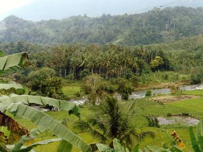 Rainforest, Sumatra