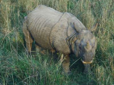 Chitwan: Rhino